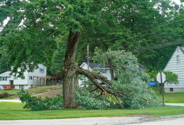 Best Emergency Tree Service  in Bismarck, ND